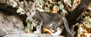 día internacional del gato