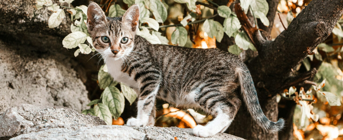 Día Internacional del Gato: si tu gato pudiera hablar, querría celebrarlo